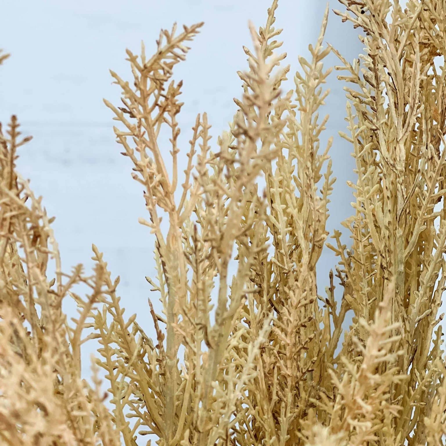 Wildthorn Bush - Wheat - Piper Classics