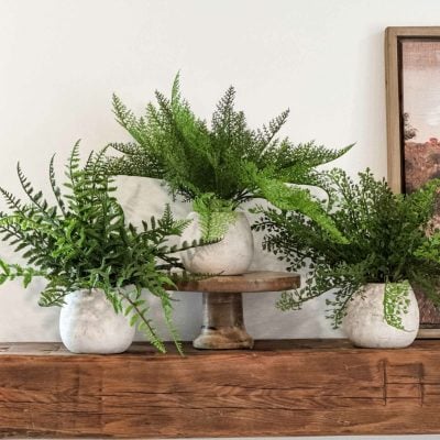 Woodland Frond Ferns, Set/ 3 Assorted