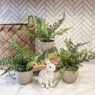 Wildwood Potted Ferns, Set/3 Assorted