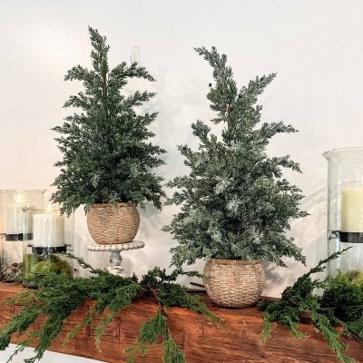 Two (2) Potted Pines in Woven Baskets